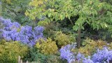 Blaublühende Blumen zwischen Bäumen und anderen Pflanzen.