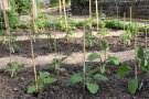 Auberginen und Paprika im Beet gepflanzt