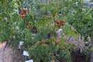 Tomatenpflanzen mit einzelnen braunen Blättern