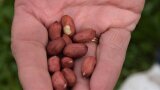Erdnusskerne auf einer Hand