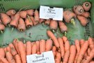  Verschiedene Karotten-Formen in einer grünen Kiste
