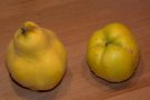 Fruchtunterschiede Birnenquitte und Apfelquitte