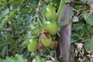 Braunfäule an Tomatenfrüchten