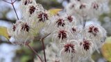 Flauschige Fruchtstände von Clematis