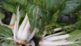 Pak Choi im Spätherbst geerntet