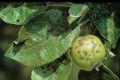 Apfelschorf-Flecken auf Blatt und Frucht