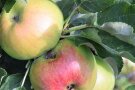 Schaden am Apfel durch Apfelwickler