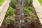 2 Reihen Tomatenpflanzen unter Foliendach mit Bewässeungsschläuchen