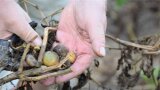 Kleine und grüne Kartoffeln sie dürres Kartoffellaub in zwei Händen.