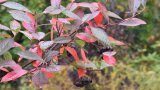 Strauch mit roter Herbstfärbung
