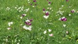 Weiße und lila Zwiebelblumen in der Wiese