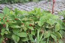 Monatserdbeerpflanzen im Beet