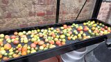 Verschiedene Tomatensorten reifen nach