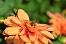 Orange Dahlienblüte mit Biene