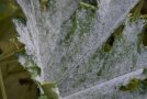 Echter Mehltau an der Zucchini Nahaufnahme