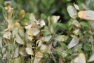 Buchsbaumzünslerraupe  zwischen braunen Blättern