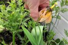Abbrechen des Samenstandes bei einer Tulpe