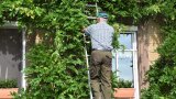 Mensch steht auf Leiter an Hauswand mit Fassadenbegrünung