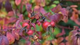 Rote Hagebutten mit rotem Herbstlaub