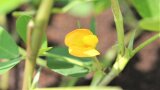 Gelbe Blüte der Erdnusspflanze