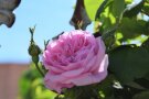 Gefüllte rosa Rosenblüte