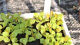 vorgezogene Salatjungpflanzen in Kiste