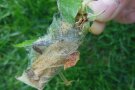 Gespinstmotten Gespinst in der Hand