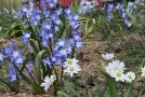 Kleine Blümchen mit blauen und weißen Blütchen