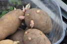Kurze und kräftige Keime an der Kartoffel
