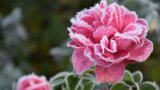 Pinkfarbene Rosenblüte mit Raureif bedeckt.