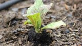 Radicchio Jungpflanze ins Beet gepflanzt