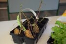 Vorgetrieben Kartoffeln in Plastiktöpfen