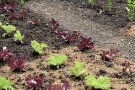 Rasenmulch zwischen Salaten