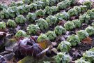 Winter im Salatbeet mit Feldsalat und Radicchio