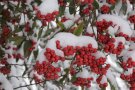 Rote Früchte mit Schneehaube