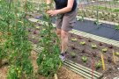 Tomaten anbinden im Garten