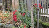 Rotblühende Rose im herbstlichen Garten.