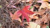 Rotes Herbstlaub