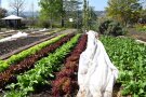 Rote und grüne Salate stehen im Beet.
