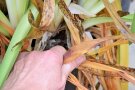 Hand reißt gelbe und trockene Blätter der Schmucklilie ab