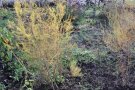 Gelb gefärbtes Spargellaub im Herbst