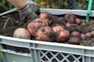 Kartoffelernte im Kistengarten