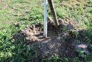 Baumneupflanzung mit Pflanz bzw Gießmulde