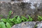 Bärlauch wächst in allen Ritzen