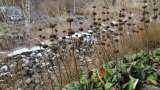 Brandkraut im Winter mit Samenstand und grünen Blättern