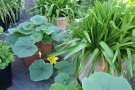 Gemüse und Zierpflanzen in Töpfen