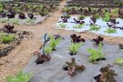 Verschiedene Mulchmaterialien bei Salatjungpflanzen im Beet.
