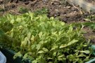 Salatjungpflanzen selbst ausgesät