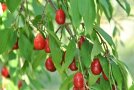 Rote Früchte der Kornelkirsche am Zweig