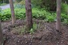 Baum mit Gießmulde